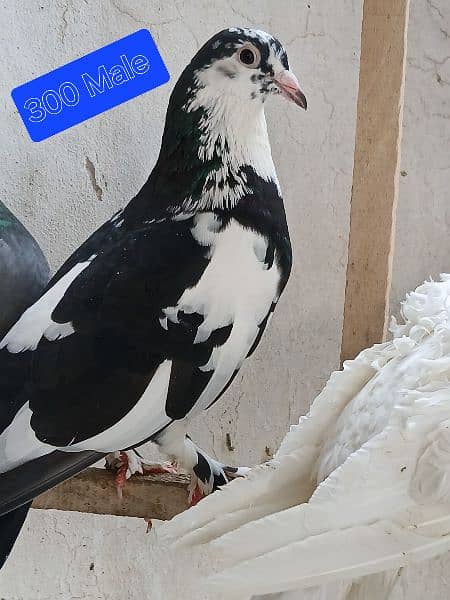 Pigeons for sale. . . . urgent sale From Peshawar 15