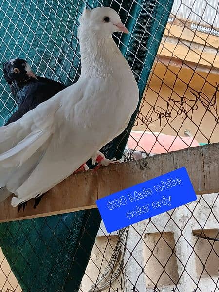 Pigeons for sale. . . . urgent sale From Peshawar 16