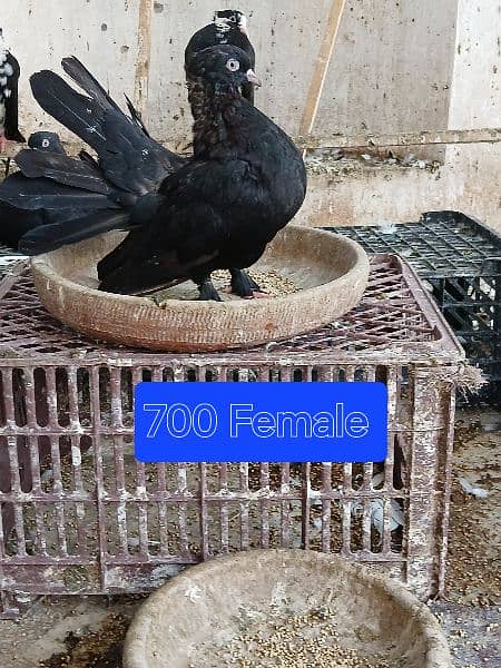 Pigeons for sale. . . . urgent sale From Peshawar 17