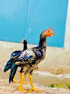 Bengum Aseel chicks for sale