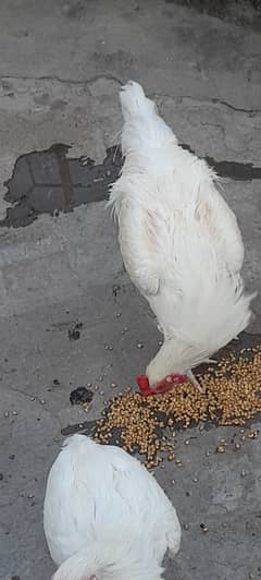 Heera Male for sale