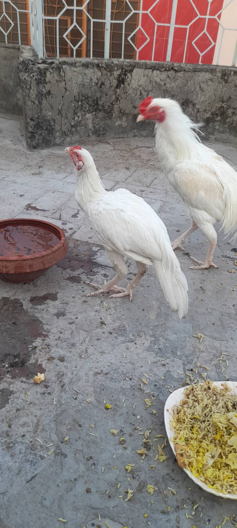 Heera Male for sale 11