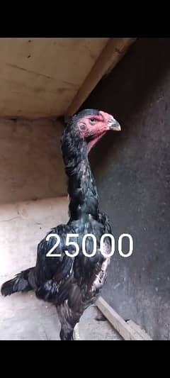 jerman shamoo high quality females hen murghi aseel 0