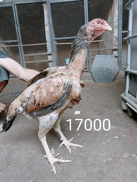 jerman shamoo high quality females hen murghi aseel 1