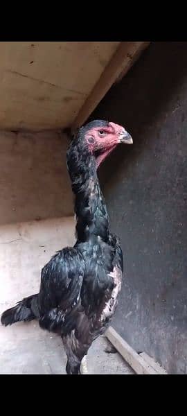 jerman shamoo high quality females hen murghi aseel 2