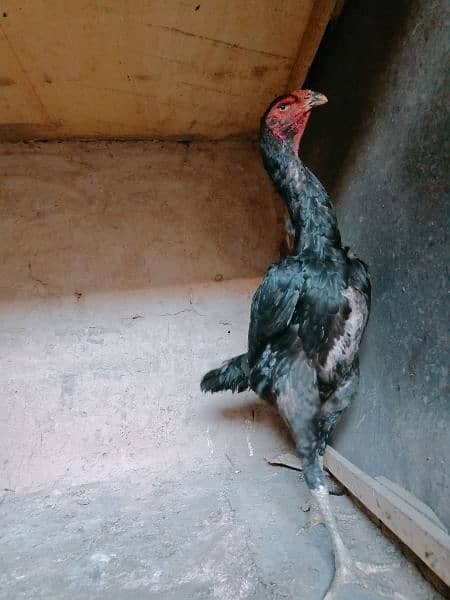 jerman shamoo high quality females hen murghi aseel 3