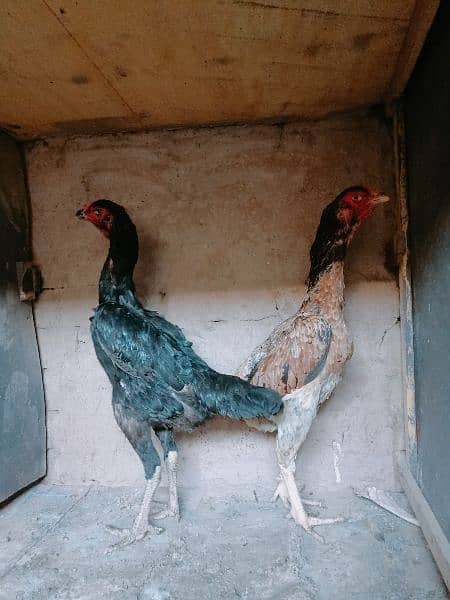 jerman shamoo high quality females hen murghi aseel 4