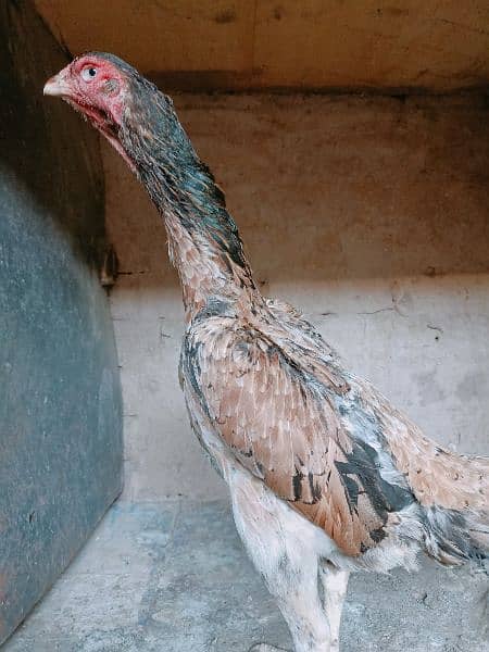 jerman shamoo high quality females hen murghi aseel 6