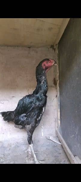 jerman shamoo high quality females hen murghi aseel 7