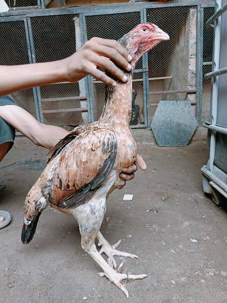 jerman shamoo high quality females hen murghi aseel 9