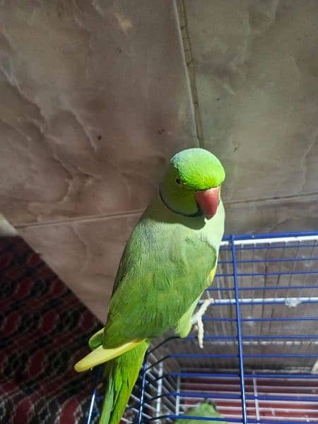 green Ring neck available for sale 1