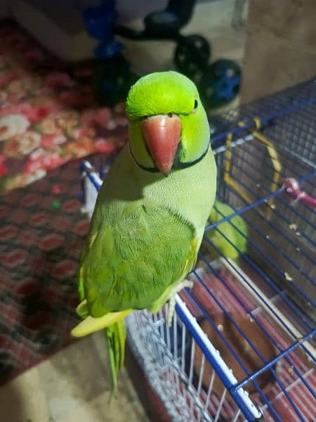 green Ring neck available for sale 2