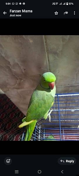 green Ring neck available for sale 3