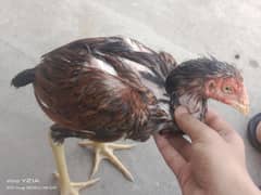 male chicken