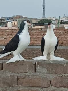 lahori shrazi pair for sel big size canfrm bredar