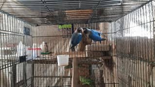 Cage , Lovebirds for sale