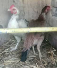 aseel, Sindhi, mianwali, hen, cock, murghi