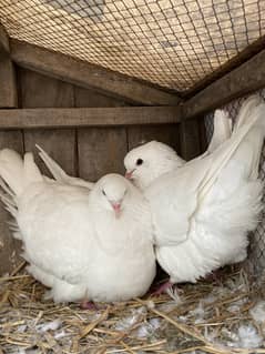 King Pigeon Breeder Pair