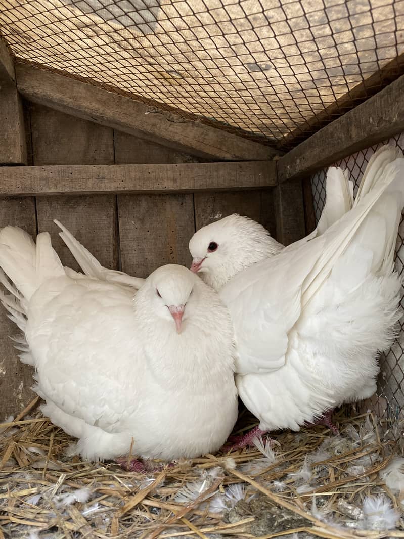 King Pigeon Breeder Pair 0