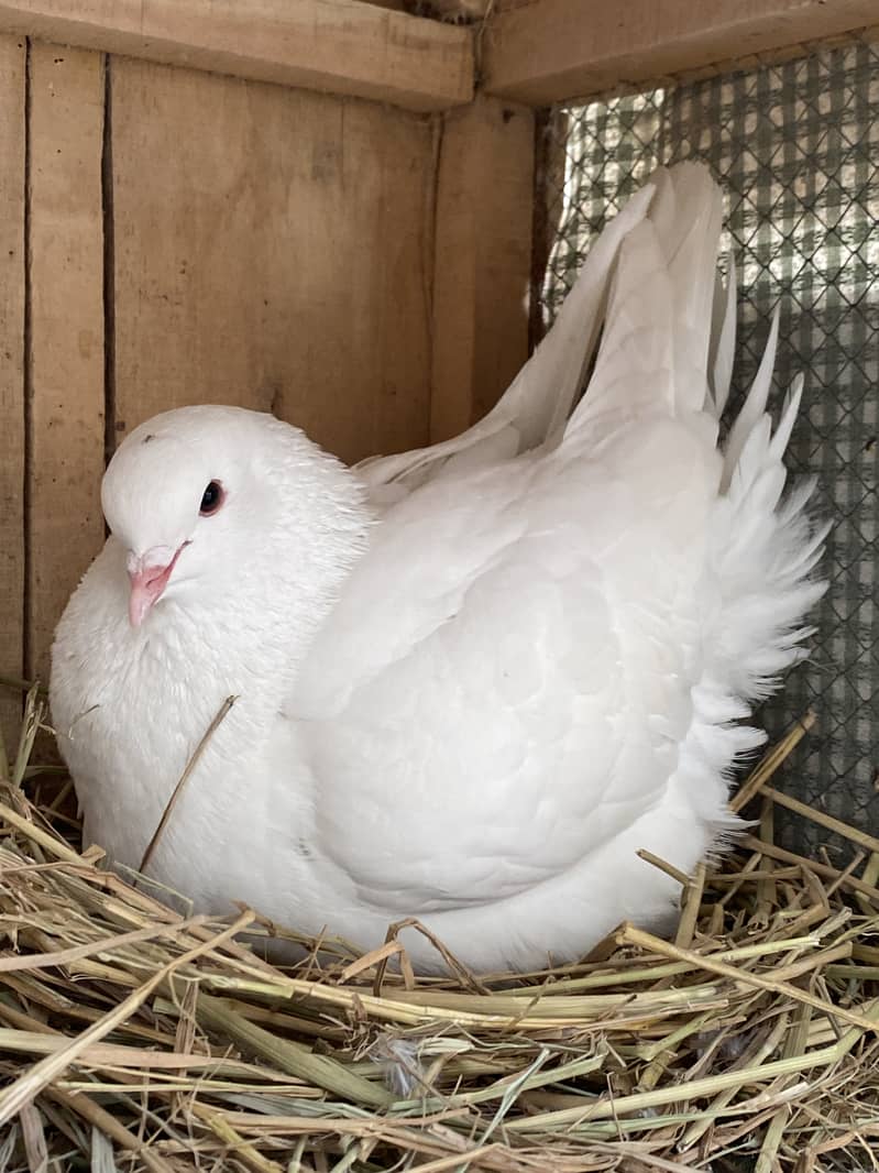 King Pigeon Breeder Pair 1