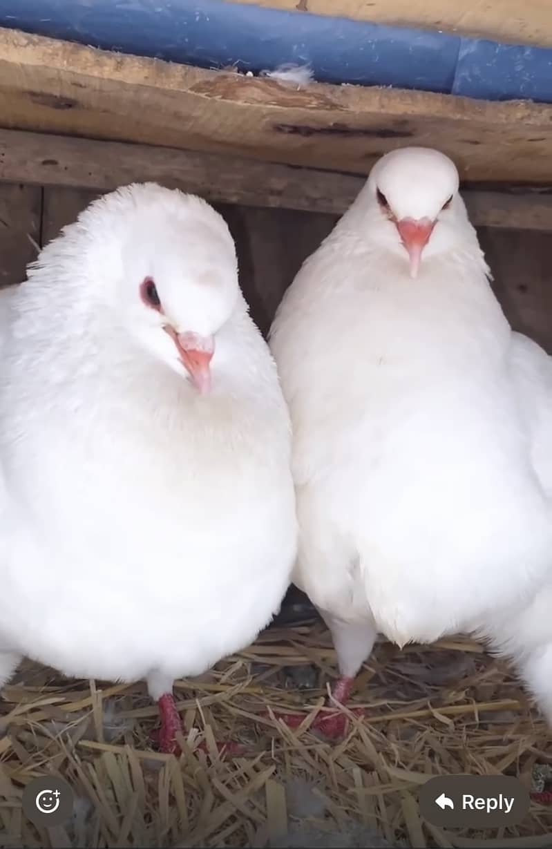 King Pigeon Breeder Pair 2