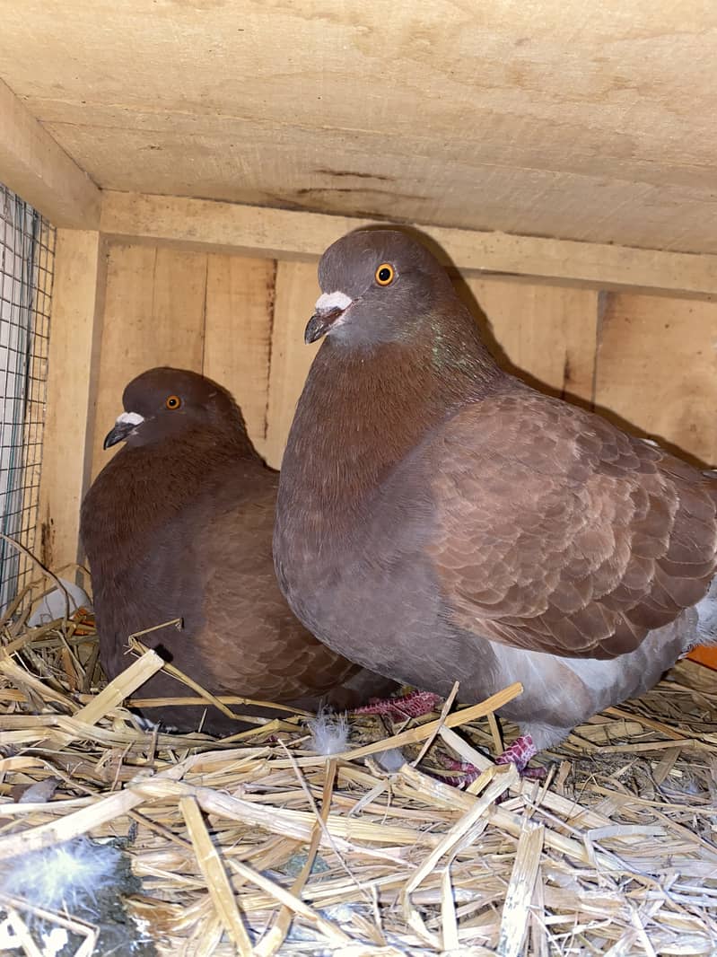 King Pigeon Breeder Pair 3