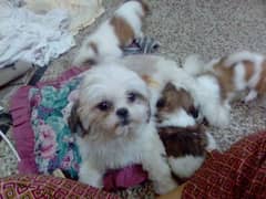 shih tzu puppy