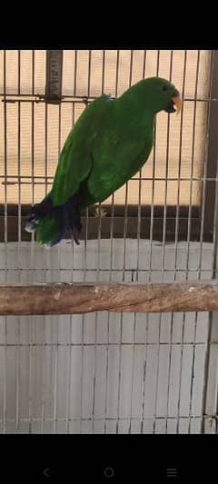 Eclectus Pair