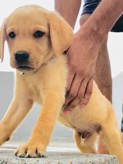 2 month labrador puppy