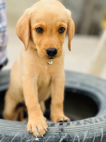 2 month labrador puppy 2