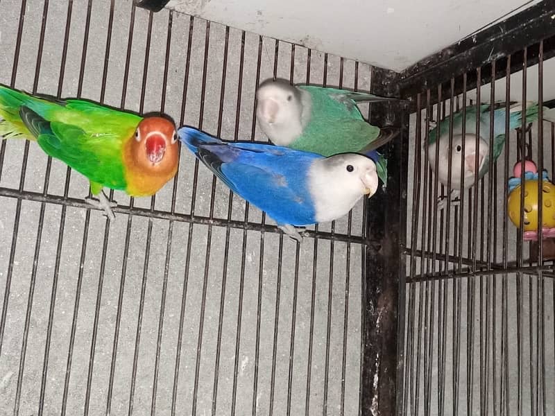 Lovebirds 2