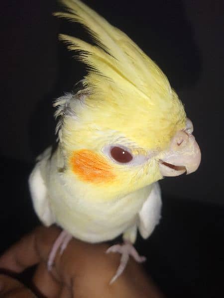 hand tame cocktail parrot 99%male urgent sale 1