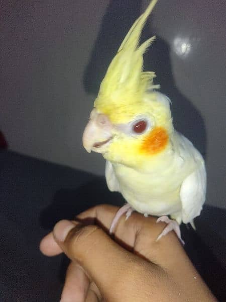 hand tame cocktail parrot 99%male urgent sale 3