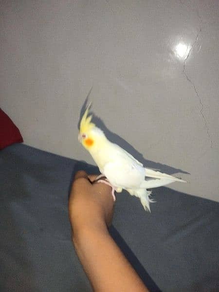 hand tame cocktail parrot 99%male urgent sale 6