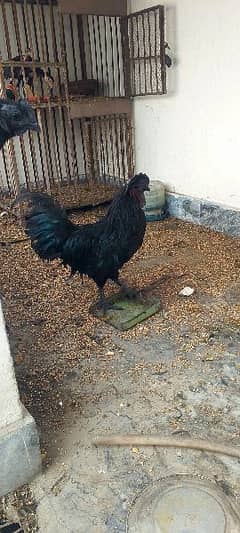 Ayan Cemani  grey touch male breeder