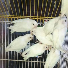 albino close ring confirm split pair available 0