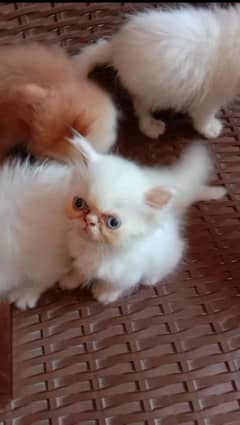 Piki Kitten | Punch face Kitten | persian cat|tripple coat|fluffy|doll 0