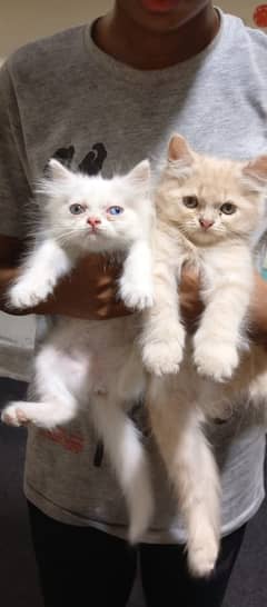 Piki Kitten | Punch face Kitten | persian cat|tripple coat|fluffy|dol