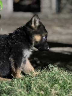 German shepherd puppy