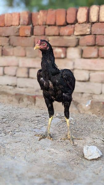 Male mianwali aseel birds best quality 10