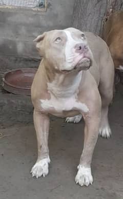 Pitbull female dog for sale.