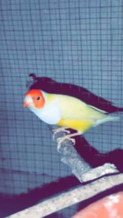 Lutino gouldian male fully breeder 0