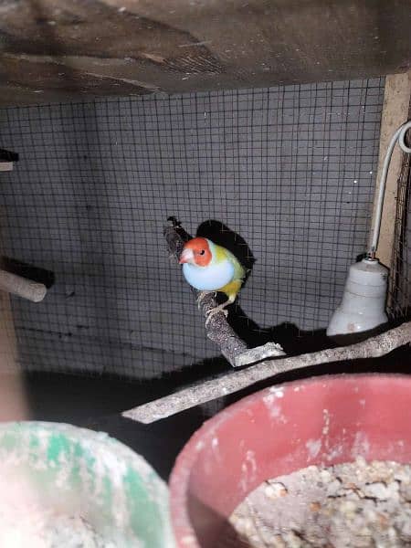 Lutino gouldian male fully breeder 1