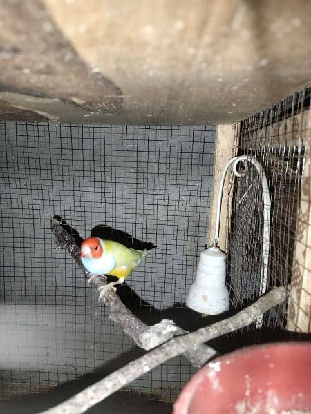 Lutino gouldian male fully breeder 2