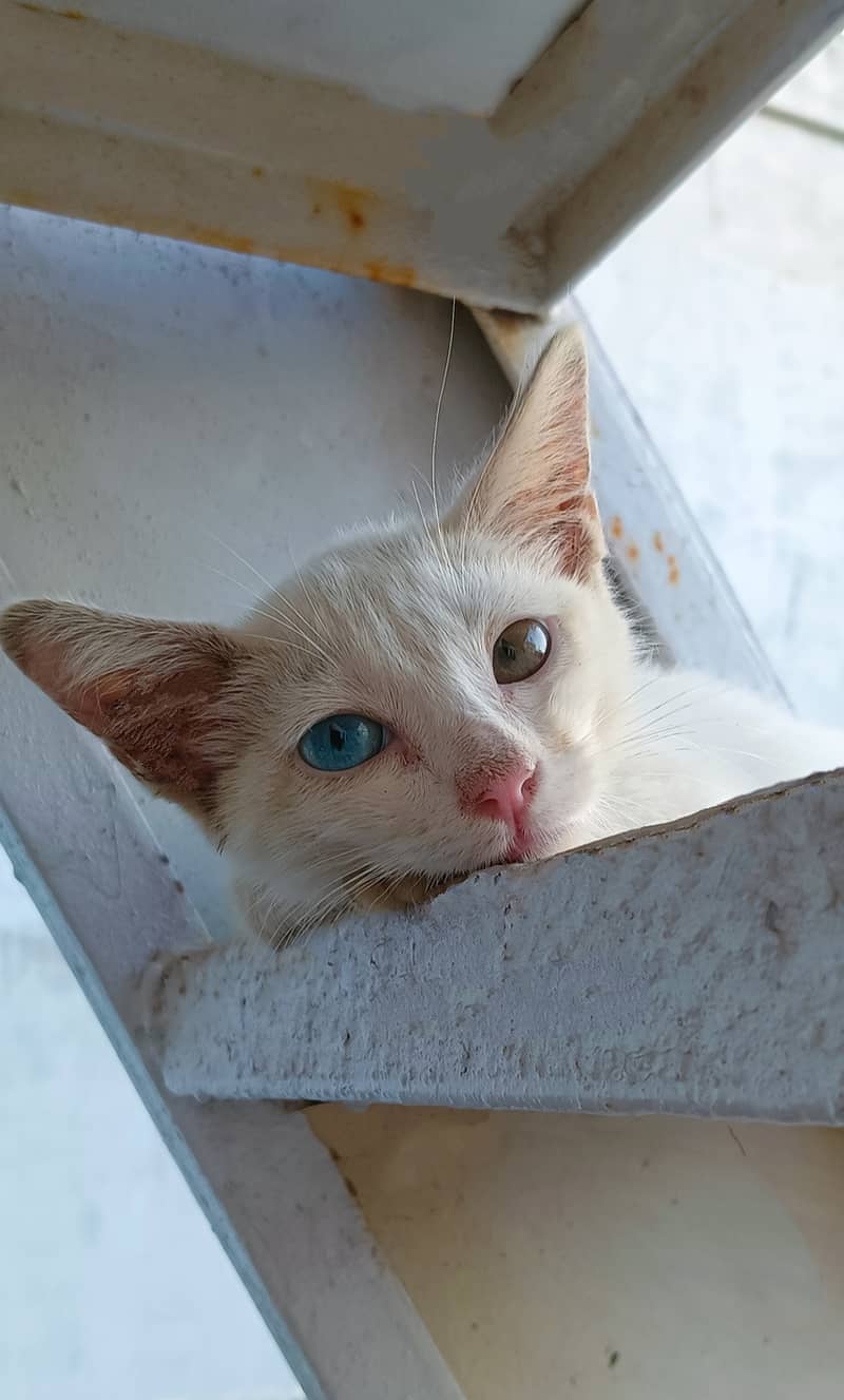 Semi persian kitten dual eyes 0