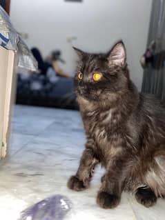 Female Persian Kitten 4 months