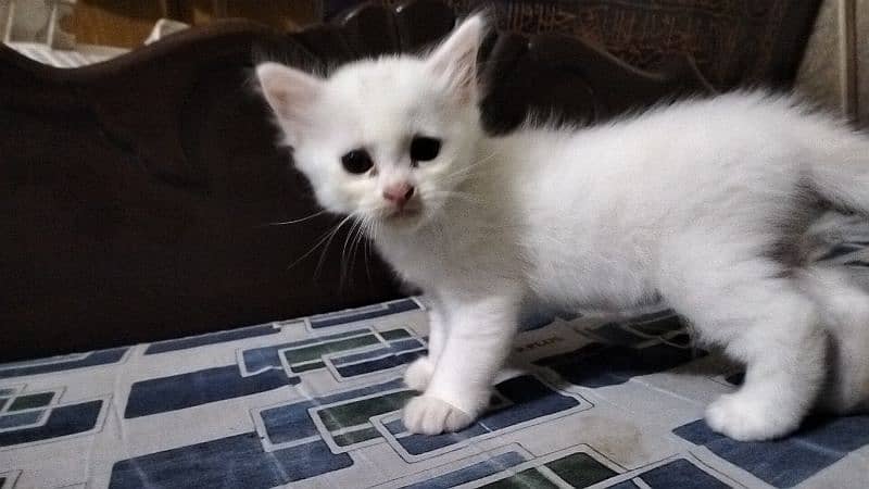 Persian kitten @perisan kitten@ kitten @ white@blue eye @coated@cats 13