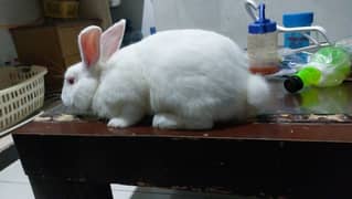 Rabbits bunnies  big sige