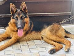 German Shepherd 10 Months Top Quality