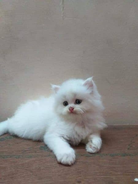 Persian triple coated kittens available 0